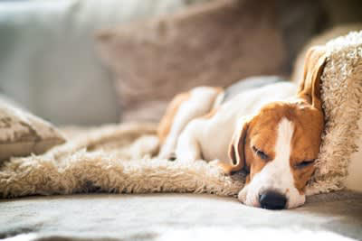 犬が疲れたと言っているサイン, 2.動きが緩慢になり最後は動きたがらなくなる, 3.あくびを頻繁にする, 4.精気のない顔つきになる, 5.呼吸が苦しそう（パンティング）, 犬の疲労が溜まる原因, 裏に病気が潜んでいる可能性も, 疲労の裏に病気が潜んでいることも, 加齢による体力の低下と病気の見分け方