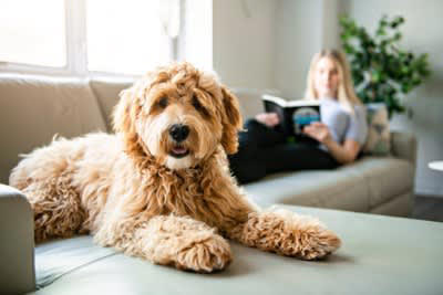 『幸せを感じている犬』がみせる行動５選, 1.脱力した様子でくつろいでいる, 2.柔らかい笑顔で見つめてくる, 3.目の前で無防備な仕草を見せる, 4.満足した様子で深いため息をつく, 5.自分から愛情を示す行動をとる, 日々の生活に満足してもらう方法