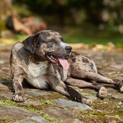 犬が疲れたと言っているサイン, 2.動きが緩慢になり最後は動きたがらなくなる, 3.あくびを頻繁にする, 4.精気のない顔つきになる, 5.呼吸が苦しそう（パンティング）, 犬の疲労が溜まる原因, 裏に病気が潜んでいる可能性も, 疲労の裏に病気が潜んでいることも, 加齢による体力の低下と病気の見分け方