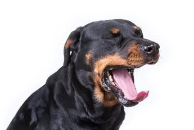 犬が疲れたと言っているサイン, 2.動きが緩慢になり最後は動きたがらなくなる, 3.あくびを頻繁にする, 4.精気のない顔つきになる, 5.呼吸が苦しそう（パンティング）, 犬の疲労が溜まる原因, 裏に病気が潜んでいる可能性も, 疲労の裏に病気が潜んでいることも, 加齢による体力の低下と病気の見分け方