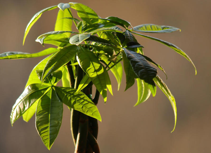 Money Tree Plant, Jade Plant, Eucalyptus, Citrus Trees, Holy Basil, Lavender, Snake Plant, White Clover, Echinacea, Rubber Plant, Hollyhock