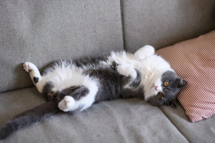 「幸せを感じている猫」が見せる5つのサイン, 1.ゴロゴロと喉を鳴らす, 2.ゆっくり瞬きをする, 3.お腹を見せて転がる, 4.尻尾をピンと立てて近づいてくる, 5.ふみふみと足踏みをする, その仕草にはどんな意味がある？, 愛猫をさらに満足させる「幸せアップ」のコツ, 猫が喜ぶ正しい撫で方と場所, 安心できる「隠れ家」と「高い場所」の作り方, 遊びの中に「狩り」の要素を取り入れる工夫, 猫のストレスになるNG行動