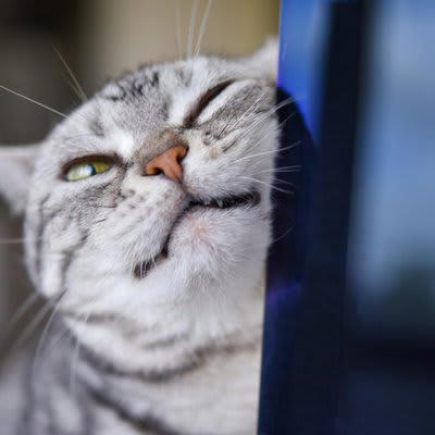 「幸せを感じている猫」が見せる5つのサイン, 1.ゴロゴロと喉を鳴らす, 2.ゆっくり瞬きをする, 3.お腹を見せて転がる, 4.尻尾をピンと立てて近づいてくる, 5.ふみふみと足踏みをする, その仕草にはどんな意味がある？, 愛猫をさらに満足させる「幸せアップ」のコツ, 猫が喜ぶ正しい撫で方と場所, 安心できる「隠れ家」と「高い場所」の作り方, 遊びの中に「狩り」の要素を取り入れる工夫, 猫のストレスになるNG行動