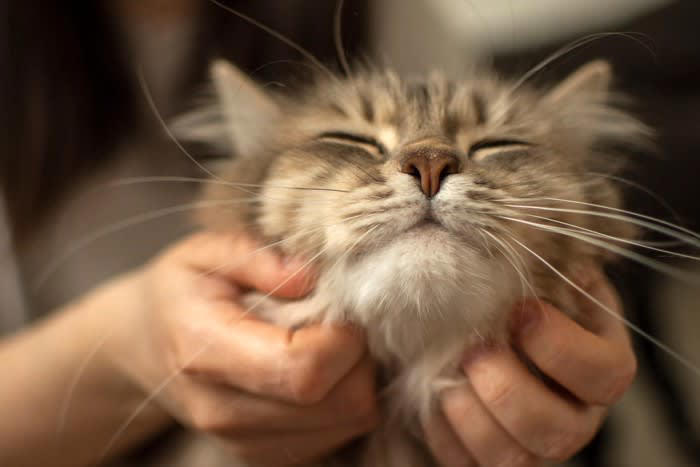 「幸せを感じている猫」が見せる5つのサイン, 1.ゴロゴロと喉を鳴らす, 2.ゆっくり瞬きをする, 3.お腹を見せて転がる, 4.尻尾をピンと立てて近づいてくる, 5.ふみふみと足踏みをする, その仕草にはどんな意味がある？, 愛猫をさらに満足させる「幸せアップ」のコツ, 猫が喜ぶ正しい撫で方と場所, 安心できる「隠れ家」と「高い場所」の作り方, 遊びの中に「狩り」の要素を取り入れる工夫, 猫のストレスになるNG行動