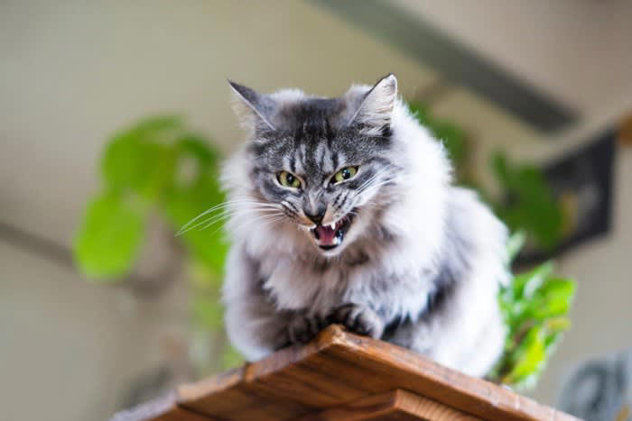 猫同士の『いじめ』における要注意な行動4選, 1.『無言の圧』をかける, いじめではないケースもある, 2.『シャー』と威嚇する, いじめる側への対処法, いじめられている側への対処法, 3.食べ物の横取りをする, いじめる側への対処法, いじめられている側への対処法, 4.追いかけ回す・暴力を振るう