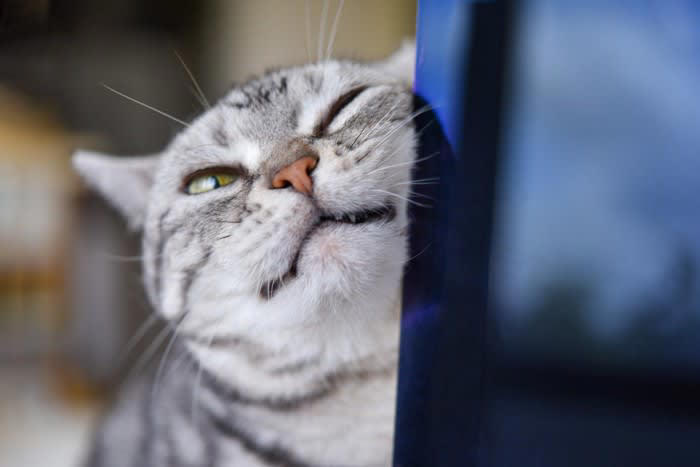 「幸せを感じている猫」が見せる5つのサイン, 1.ゴロゴロと喉を鳴らす, 2.ゆっくり瞬きをする, 3.お腹を見せて転がる, 4.尻尾をピンと立てて近づいてくる, 5.ふみふみと足踏みをする, その仕草にはどんな意味がある？, 愛猫をさらに満足させる「幸せアップ」のコツ, 猫が喜ぶ正しい撫で方と場所, 安心できる「隠れ家」と「高い場所」の作り方, 遊びの中に「狩り」の要素を取り入れる工夫, 猫のストレスになるNG行動