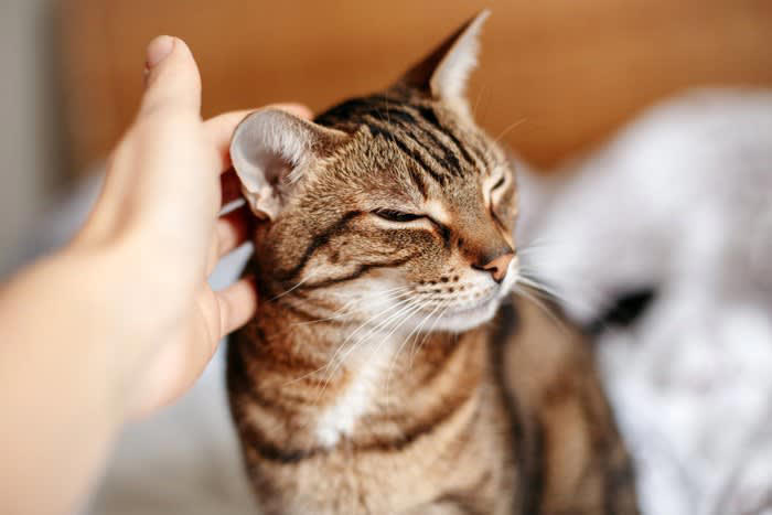 「幸せを感じている猫」が見せる5つのサイン, 1.ゴロゴロと喉を鳴らす, 2.ゆっくり瞬きをする, 3.お腹を見せて転がる, 4.尻尾をピンと立てて近づいてくる, 5.ふみふみと足踏みをする, その仕草にはどんな意味がある？, 愛猫をさらに満足させる「幸せアップ」のコツ, 猫が喜ぶ正しい撫で方と場所, 安心できる「隠れ家」と「高い場所」の作り方, 遊びの中に「狩り」の要素を取り入れる工夫, 猫のストレスになるNG行動