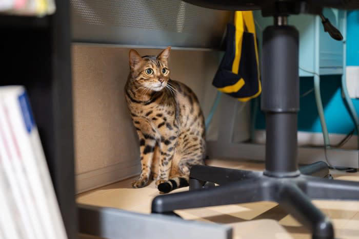 「幸せを感じている猫」が見せる5つのサイン, 1.ゴロゴロと喉を鳴らす, 2.ゆっくり瞬きをする, 3.お腹を見せて転がる, 4.尻尾をピンと立てて近づいてくる, 5.ふみふみと足踏みをする, その仕草にはどんな意味がある？, 愛猫をさらに満足させる「幸せアップ」のコツ, 猫が喜ぶ正しい撫で方と場所, 安心できる「隠れ家」と「高い場所」の作り方, 遊びの中に「狩り」の要素を取り入れる工夫, 猫のストレスになるNG行動