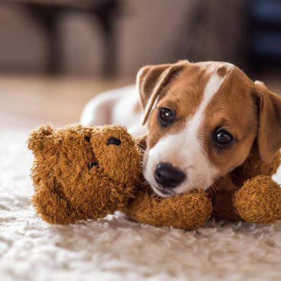 犬を初めて飼うときに陥りがちなミス3つ, 1.犬種の特性を知らずに飼う, 2.SNSやブログだけで情報収集する, 3.しつけは困ってから始める, 犬を迎える前に知っておくべきこと
