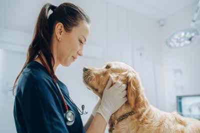 犬が風邪をひいたときの初期症状5つ, 1.くしゃみや鼻水, 3.いつもより元気がない, 5.目がうるんでいる, 愛犬を風邪から守るための予防法, 快適な環境づくり, 体調不良時は接触を避ける, 食事や水分をしっかり摂る