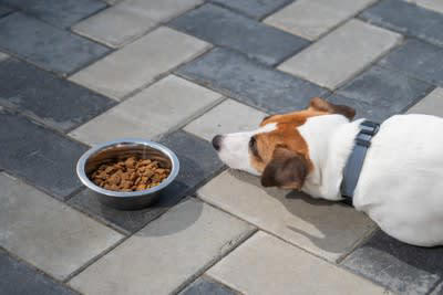 犬が風邪をひいたときの初期症状5つ, 1.くしゃみや鼻水, 3.いつもより元気がない, 5.目がうるんでいる, 愛犬を風邪から守るための予防法, 快適な環境づくり, 体調不良時は接触を避ける, 食事や水分をしっかり摂る