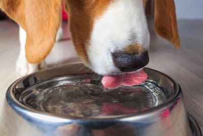 犬が風邪をひいたときの初期症状5つ, 1.くしゃみや鼻水, 3.いつもより元気がない, 5.目がうるんでいる, 愛犬を風邪から守るための予防法, 快適な環境づくり, 体調不良時は接触を避ける, 食事や水分をしっかり摂る