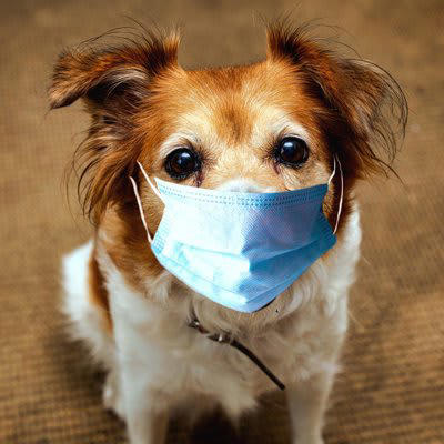 犬が風邪をひいたときの初期症状5つ, 1.くしゃみや鼻水, 3.いつもより元気がない, 5.目がうるんでいる, 愛犬を風邪から守るための予防法, 快適な環境づくり, 体調不良時は接触を避ける, 食事や水分をしっかり摂る