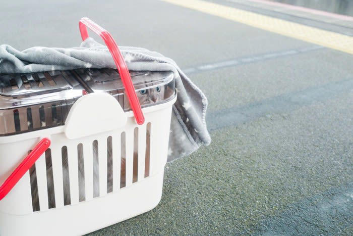 1.荷造りは少しずつ、隠れ家は最後まで残す, 2.当日は「静かな場所」で待機してもらう, 3.移動のストレスを減らす工夫をする, 4.新居では一つの部屋から慣らす, 5.飼い主さんはいつも通り接する