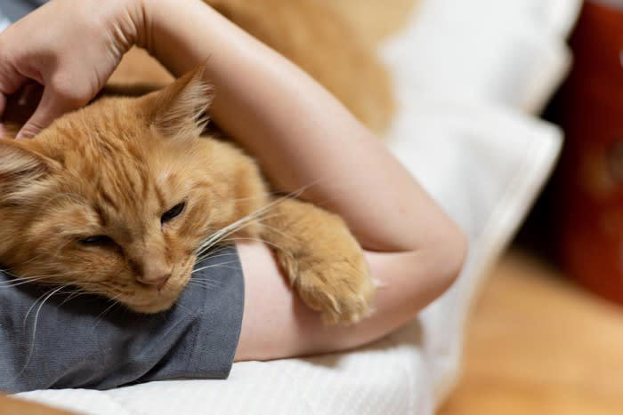 1.安全な場所だと感じている, 2.子猫時代の名残, 3.温かくて心地よいと思っている, 4.飼い主との絆を確認したい気持ちがある