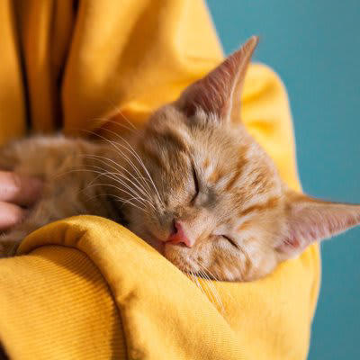 1.安全な場所だと感じている, 2.子猫時代の名残, 3.温かくて心地よいと思っている, 4.飼い主との絆を確認したい気持ちがある