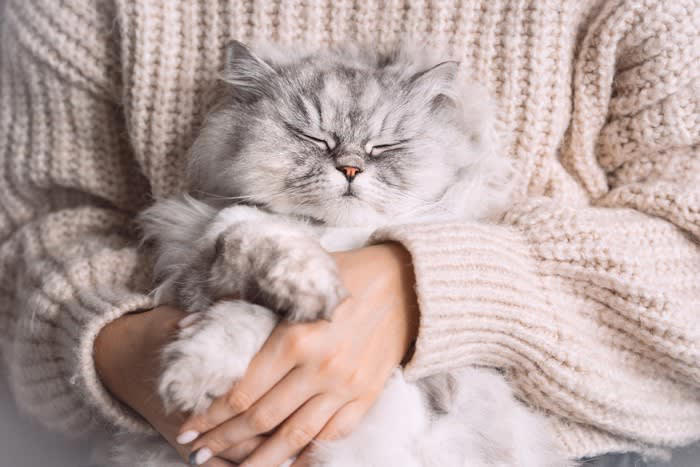 1.安全な場所だと感じている, 2.子猫時代の名残, 3.温かくて心地よいと思っている, 4.飼い主との絆を確認したい気持ちがある