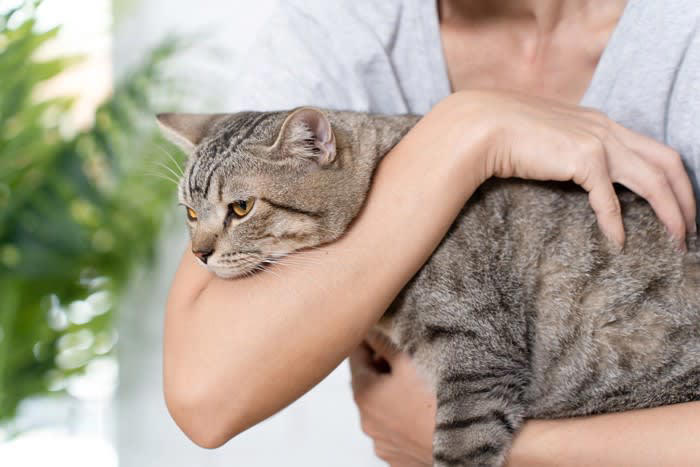 1.安全な場所だと感じている, 2.子猫時代の名残, 3.温かくて心地よいと思っている, 4.飼い主との絆を確認したい気持ちがある