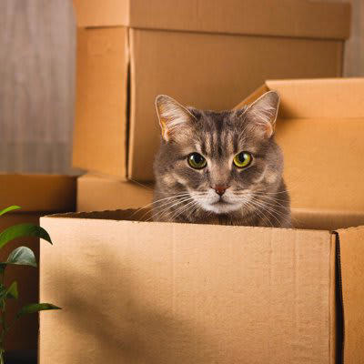 1.荷造りは少しずつ、隠れ家は最後まで残す, 2.当日は「静かな場所」で待機してもらう, 3.移動のストレスを減らす工夫をする, 4.新居では一つの部屋から慣らす, 5.飼い主さんはいつも通り接する