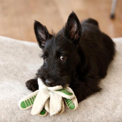犬があなたをチラ見する心理4選, 1.お願いがある, 2.あなたの様子が気になっている, 3.あなたの指示を待っている, 4.後ろめたいことがある, 犬と目が合ったときの対応