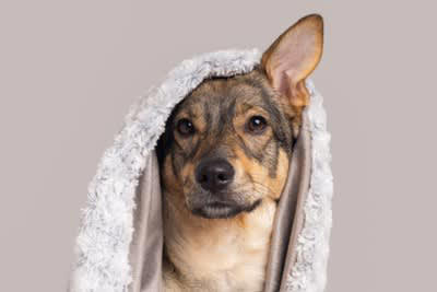 犬があなたをチラ見する心理4選, 1.お願いがある, 2.あなたの様子が気になっている, 3.あなたの指示を待っている, 4.後ろめたいことがある, 犬と目が合ったときの対応