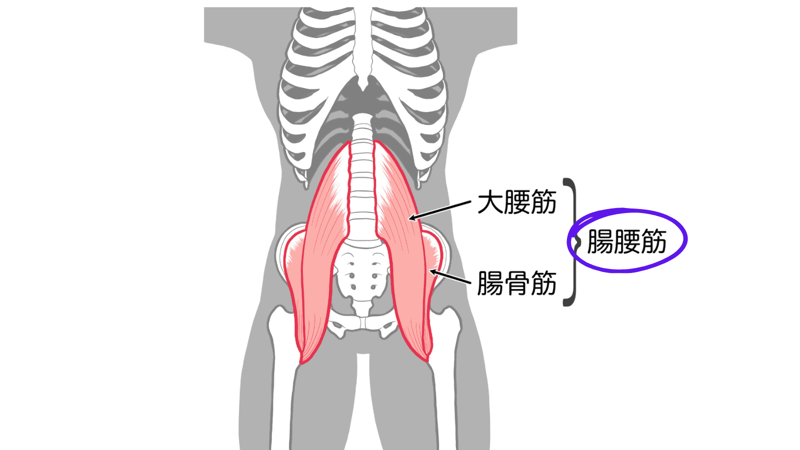 仰向けで腰がつらくなる理由, 腸腰筋をゆるめると、腰もお腹もラクになる, 座り姿勢で固まる腸腰筋は、椅子で伸ばそう, 腰がラクになる腸腰筋チェアストレッチ