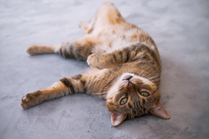 猫がみせる『甘えと依存』の違い5つ, 1.甘えは安心から、依存は不安から生まれる, 2.自分のペースで離れられるかどうか, 3.ひとり時間を過ごせるかどうか, 4.行動の長さと頻度で見分ける, 5.自立性があるかどうか, 適切な距離感を保つためのポイント, 少しずつ「ひとり時間」を増やす, スキンシップは“猫のペース”に合わせる, 遊びや食事で心を満たしてあげる