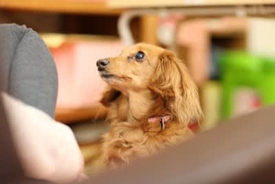 犬が『悲しそうに鳴く』心理５選, 3.不安を感じている, 4.何か要求している, 5.極度の緊張状態, 犬の感情を読み取る方法とは