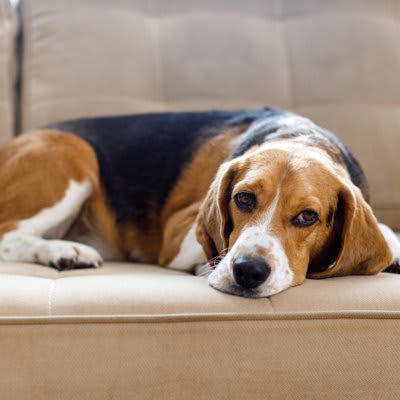 犬が『悲しそうに鳴く』心理５選, 3.不安を感じている, 4.何か要求している, 5.極度の緊張状態, 犬の感情を読み取る方法とは