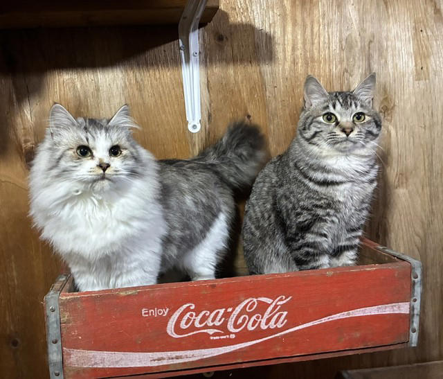 夜の世話に行くと…猫部屋が開かない,  天井近くでおびえる子猫…命優先の判断, 「嫌われ役」は広報担当…それでも後悔はなし, 再発防止は“物理的に不可能”に, 猫の行動力と、人の覚悟