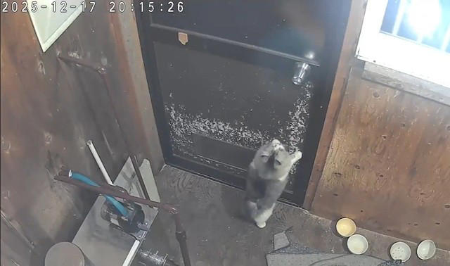 夜の世話に行くと…猫部屋が開かない,  天井近くでおびえる子猫…命優先の判断, 「嫌われ役」は広報担当…それでも後悔はなし, 再発防止は“物理的に不可能”に, 猫の行動力と、人の覚悟