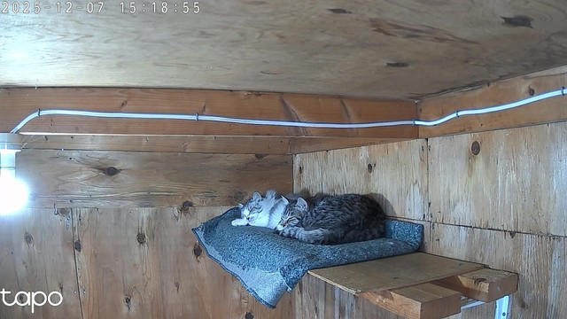 夜の世話に行くと…猫部屋が開かない,  天井近くでおびえる子猫…命優先の判断, 「嫌われ役」は広報担当…それでも後悔はなし, 再発防止は“物理的に不可能”に, 猫の行動力と、人の覚悟