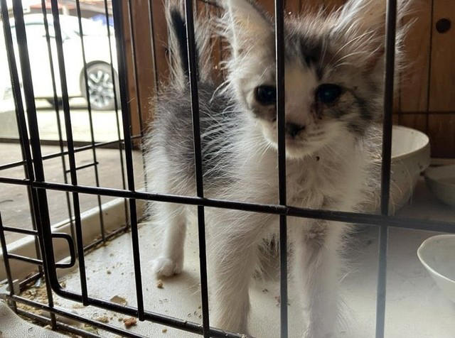 夜の世話に行くと…猫部屋が開かない,  天井近くでおびえる子猫…命優先の判断, 「嫌われ役」は広報担当…それでも後悔はなし, 再発防止は“物理的に不可能”に, 猫の行動力と、人の覚悟