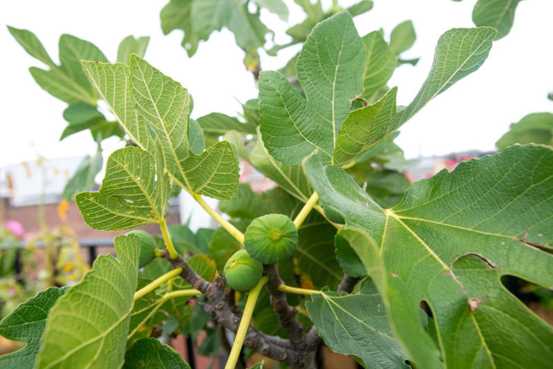 Citrus Trees, Fig Trees, Dwarf Everbearing Mulberry, Dwarf Papaya, Other Dwarf Trees
