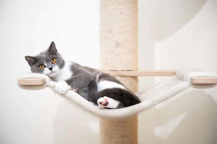 猫が「許せない！」と思っている人間の習慣5つ, 1.頻繁に模様替えをする, 3.声や生活音が大きい, 4.生活リズムがバラバラ, 5.長時間の留守番をさせる, 改善するにはどうしたらいい？
