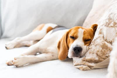犬が『熟睡』しているときにみせるサイン５選, 1.音を立てても反応しない, 2.白目や半目になっている, 3.いびきをかいている, 4.夢を見ているような行動を見せる, 5.時々体がピクピク動く, 愛犬に安眠してもらうためにすべき配慮とは