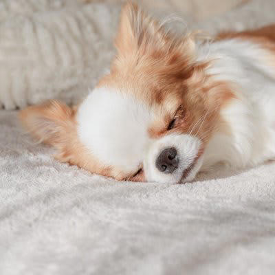 犬が『熟睡』しているときにみせるサイン５選, 1.音を立てても反応しない, 2.白目や半目になっている, 3.いびきをかいている, 4.夢を見ているような行動を見せる, 5.時々体がピクピク動く, 愛犬に安眠してもらうためにすべき配慮とは