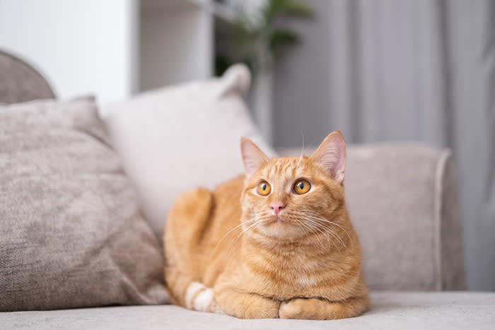 猫が「許せない！」と思っている人間の習慣5つ, 1.頻繁に模様替えをする, 3.声や生活音が大きい, 4.生活リズムがバラバラ, 5.長時間の留守番をさせる, 改善するにはどうしたらいい？