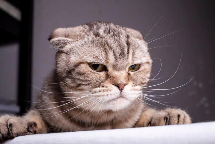 猫が「許せない！」と思っている人間の習慣5つ, 1.頻繁に模様替えをする, 3.声や生活音が大きい, 4.生活リズムがバラバラ, 5.長時間の留守番をさせる, 改善するにはどうしたらいい？