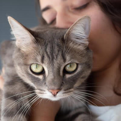 1.猫はもともと体臭が少ない, 2.皮脂が甘いニオイになる, 3.被毛が触れた物のニオイを吸着, こんな「いいニオイ」のときは気をつけて