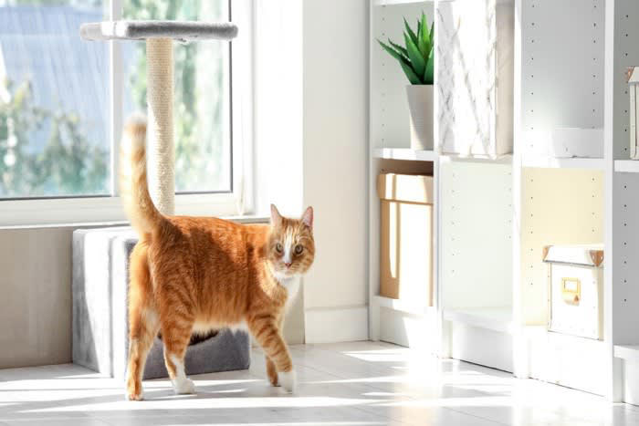1.猫はもともと体臭が少ない, 2.皮脂が甘いニオイになる, 3.被毛が触れた物のニオイを吸着, こんな「いいニオイ」のときは気をつけて