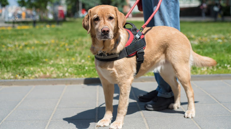 Giving away your room (sometimes), Not providing a secure place to store valuables, Charging hidden extra fees at the time of booking, Not allowing your service dog on the property, Invading your privacy, Methodology