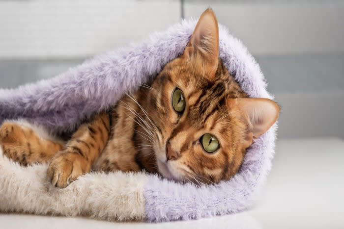 1.猫はもともと体臭が少ない, 2.皮脂が甘いニオイになる, 3.被毛が触れた物のニオイを吸着, こんな「いいニオイ」のときは気をつけて