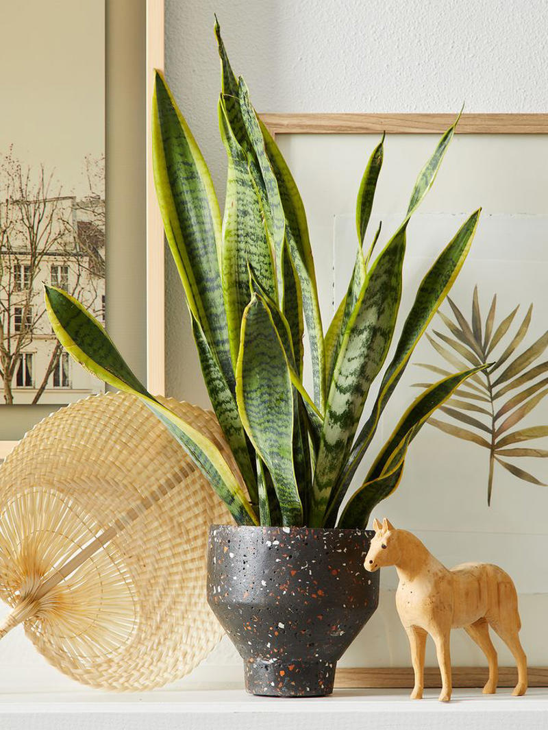 Spider Plant, Snake Plant, Christmas Cactus, Chinese Money Plant, Jade Plant
