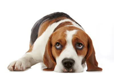 犬の飼い主が絶対やってはいけない『最悪な行為』５選, 1.「かまって」を無視し続ける, 2.思い通りにならないからと体罰を加える, 3.必要以上に大声で怒鳴り散らす, 4.必要なお世話をせずに放置する, 5.犬の習性を無視してちょっかいを出す, 信頼関係が失われたときに愛犬がみせるサイン, 愛犬との信頼関係を回復する方法は？