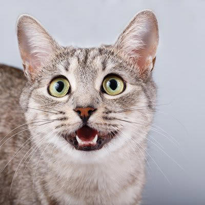 猫が呼んでいるときに見せるサイン5選, 1.声で呼びかける, 2.前足でちょんちょんと触れる, 3.じっと見つめ続ける, 4.ほっぺたをスリスリしてくる, 5.進路を遮って横たわる, 猫が呼びかけるときに考えられること