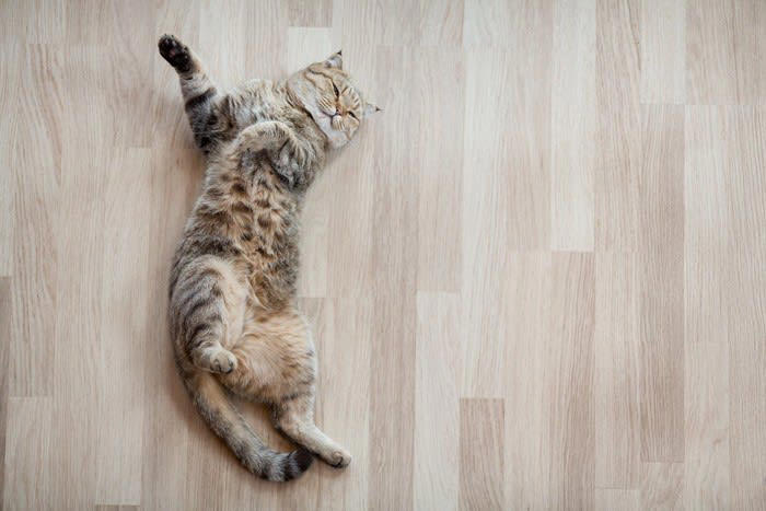 猫が呼んでいるときに見せるサイン5選, 1.声で呼びかける, 2.前足でちょんちょんと触れる, 3.じっと見つめ続ける, 4.ほっぺたをスリスリしてくる, 5.進路を遮って横たわる, 猫が呼びかけるときに考えられること