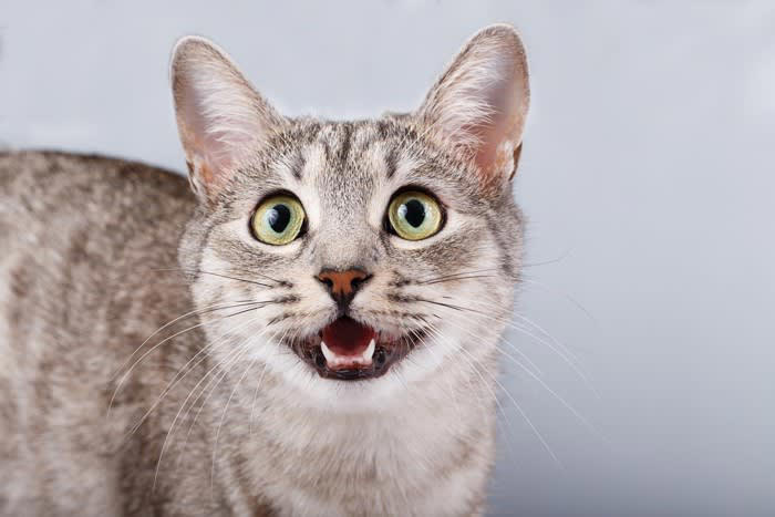 猫が呼んでいるときに見せるサイン5選, 1.声で呼びかける, 2.前足でちょんちょんと触れる, 3.じっと見つめ続ける, 4.ほっぺたをスリスリしてくる, 5.進路を遮って横たわる, 猫が呼びかけるときに考えられること