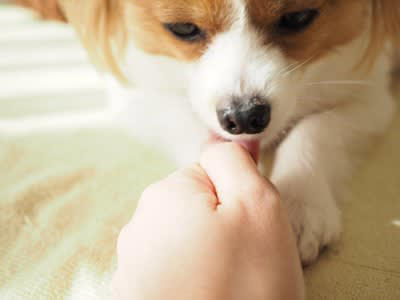 犬の飼い主が絶対やってはいけない『最悪な行為』５選, 1.「かまって」を無視し続ける, 2.思い通りにならないからと体罰を加える, 3.必要以上に大声で怒鳴り散らす, 4.必要なお世話をせずに放置する, 5.犬の習性を無視してちょっかいを出す, 信頼関係が失われたときに愛犬がみせるサイン, 愛犬との信頼関係を回復する方法は？