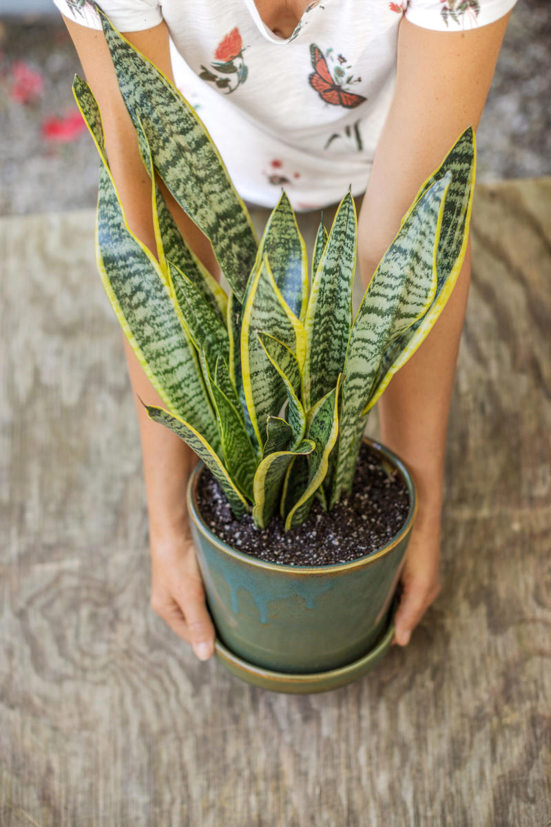 1. How to propagate leaf cuttings and stems, 2. Propagate plants by dividing the roots, 3. How to propagate from pups, 4. How to propagate clumping plants, 17 popular plants you can propagate easily,      Spider plant    ,      Pothos    ,      Pilea    ,      Dahlias   ,      Gladiolus   ,      Hippeastrums   